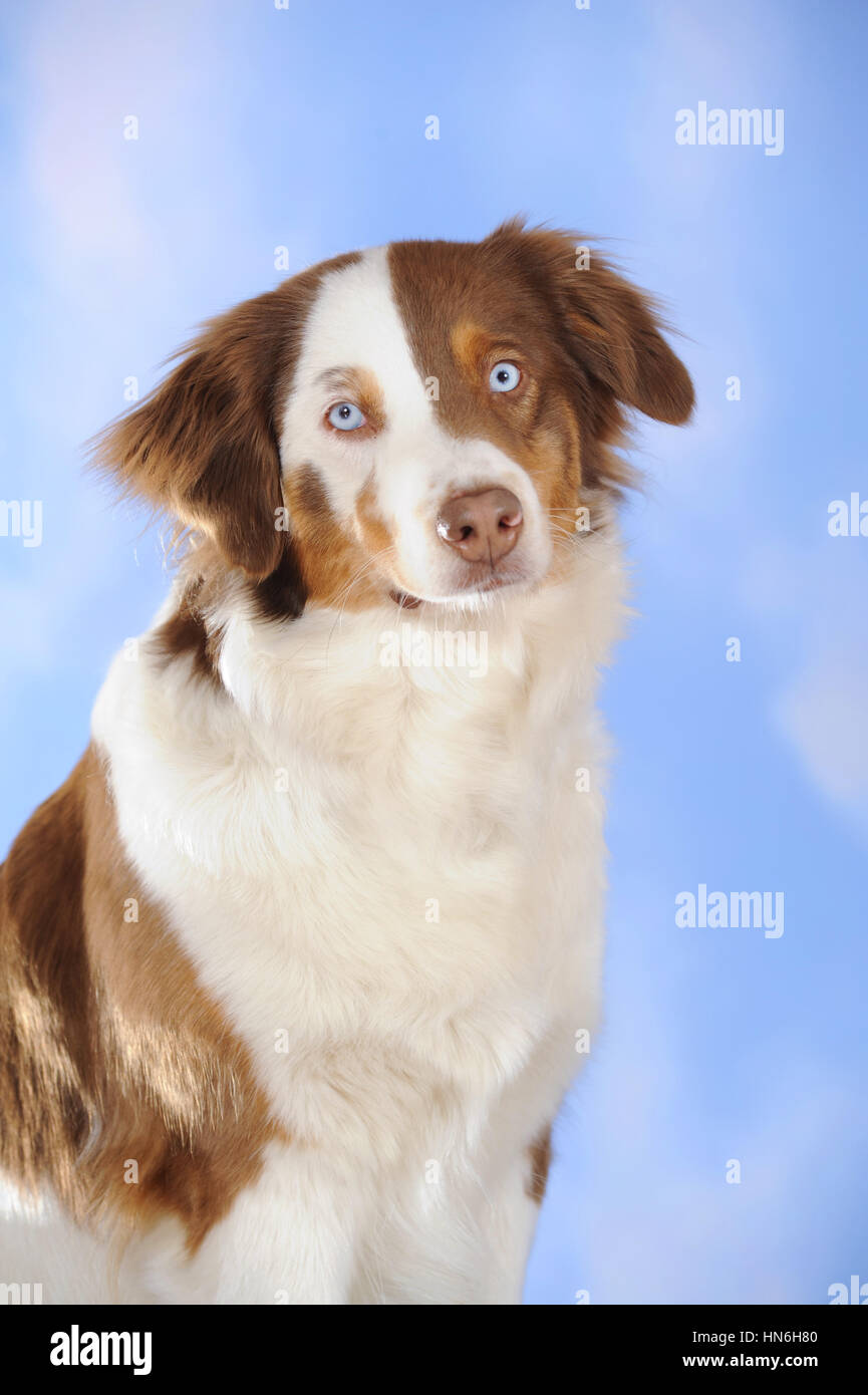 Border Collie bitch, portrait, brown/tan/white spotted Stock Photo