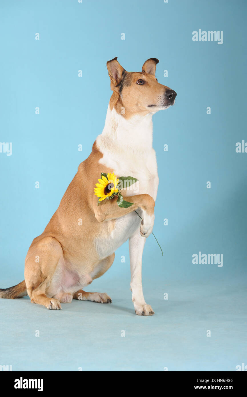 Smooth collie, sable, holding flower with paw Stock Photo