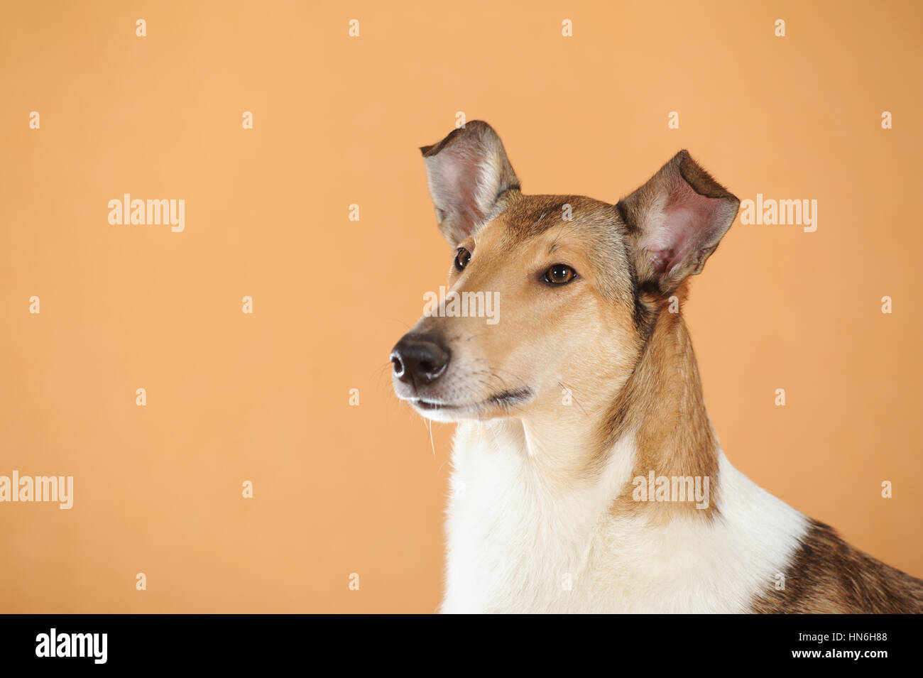 Smooth collie, sable, portrait Stock Photo
