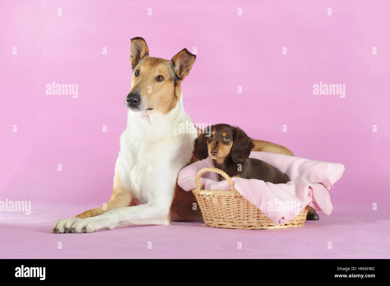 Smooth collie, sable, lying, with long-haired dachshund, brown, puppy in basket Stock Photo