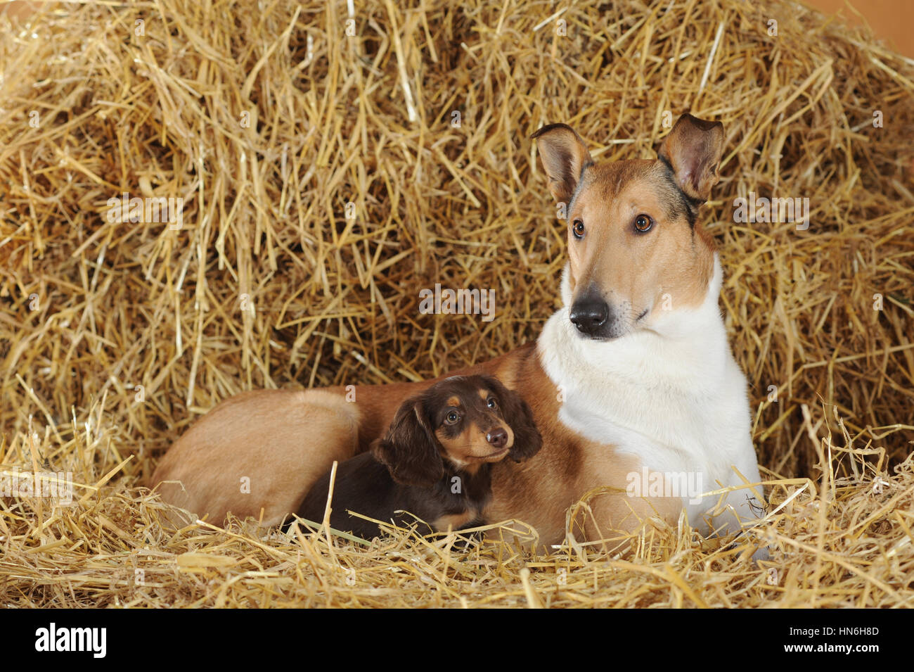 Smooth collie, sable, with long-haired dachshund, lying on straw, brown, puppy Stock Photo