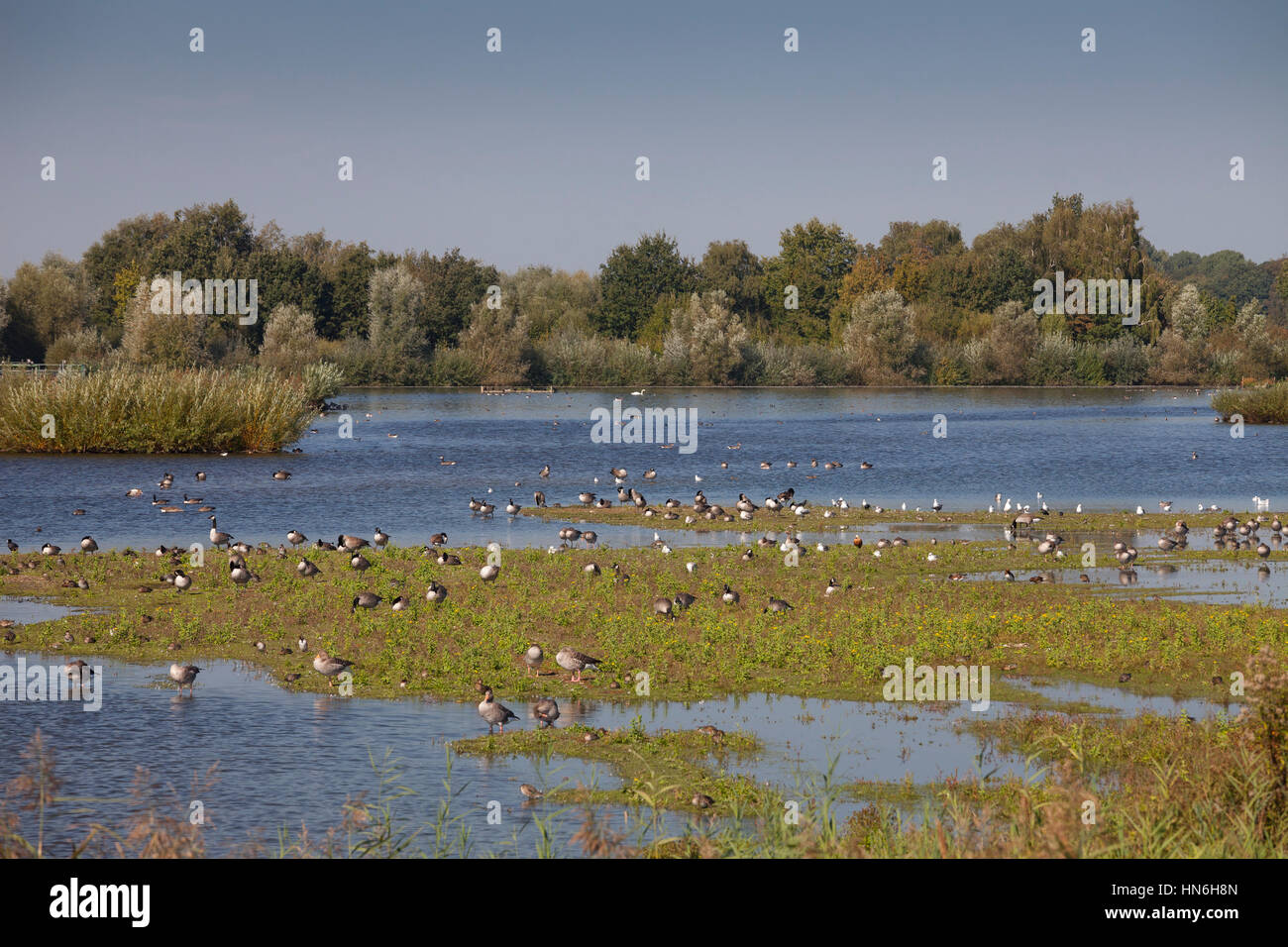 Birds and geese, bird reserve, nature reserve, septic drain fields, Münster, Münsterland, North Rhine-Westphalia, Germany Stock Photo