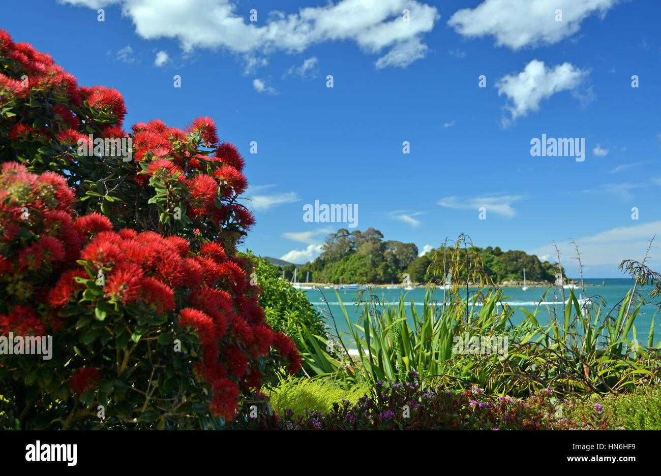 Pohutukawas, the national flower of New Zealand, in full bloom at Little  Kaiteriteri beach with copy space. Stock Photo