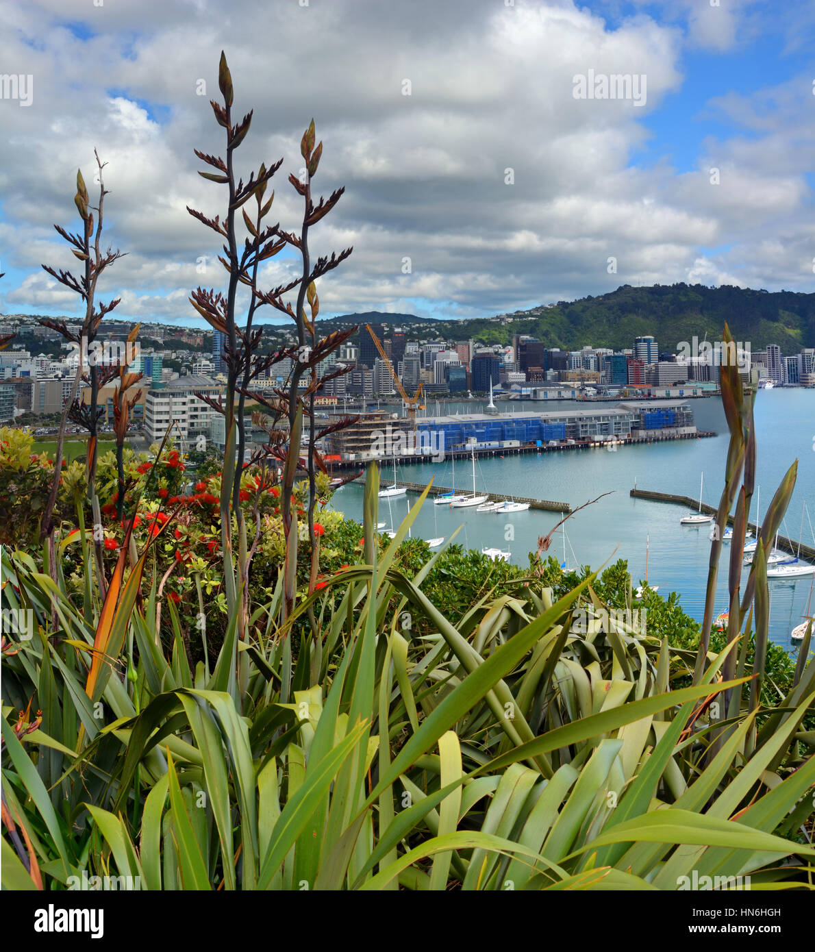 Flax Flowers & Early Pohutukawa bloom in Oriental Bay with Wellington city & harbour in the background. Stock Photo