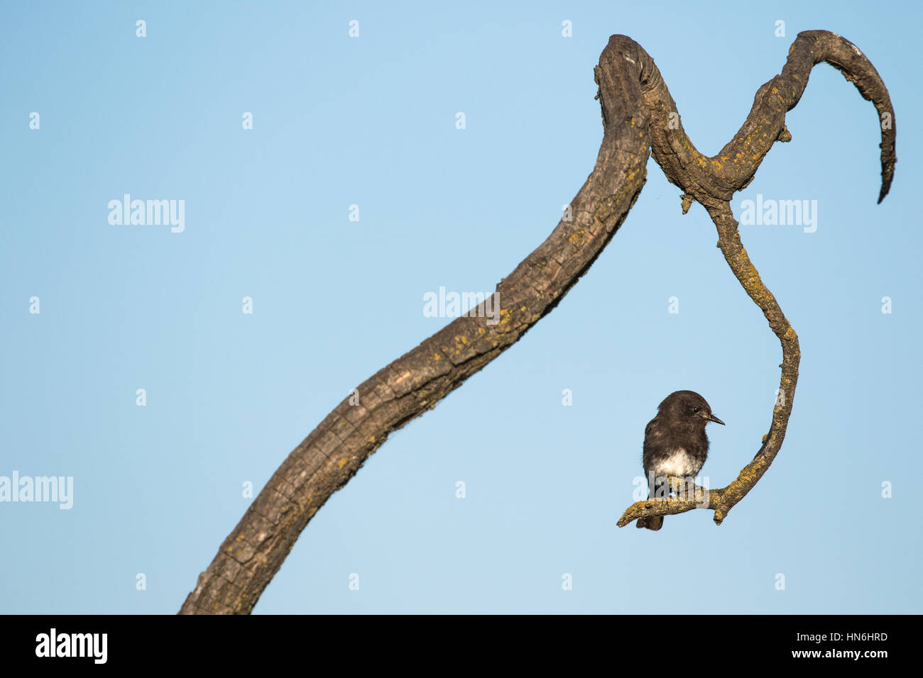 Black phoebe perching on branch, Sacramento National Wildlife Refuge, California Stock Photo