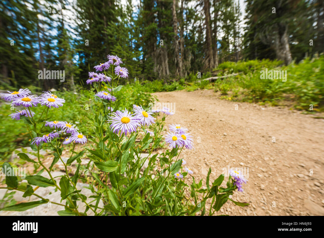 Showy Daisy/Fleabane wildflowers near a dirt road in alpine forest in Albion Basin close to Salt Lake City Stock Photo