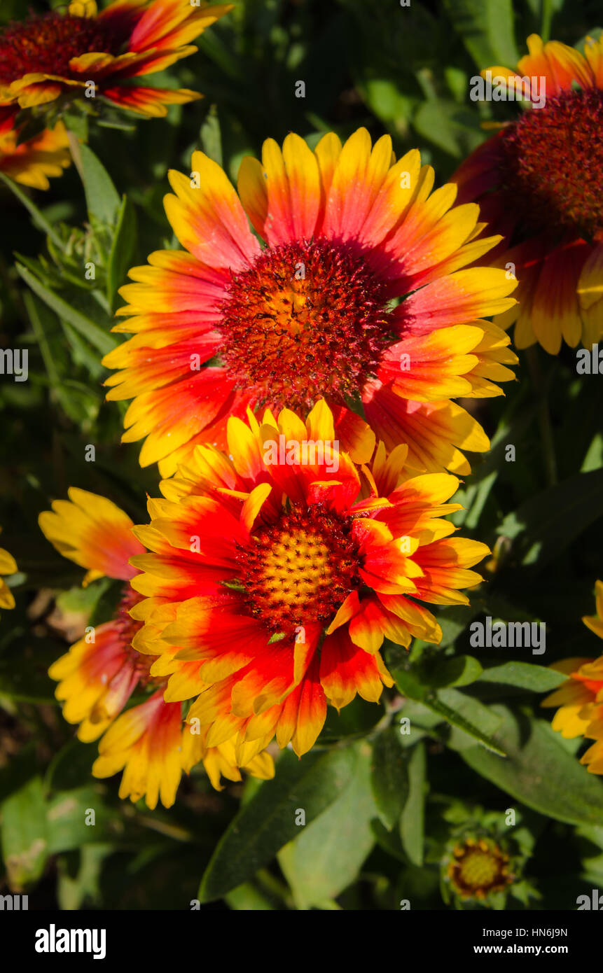 Beautiful and multicolored Indian/Goblin Blanket Flowers Stock Photo