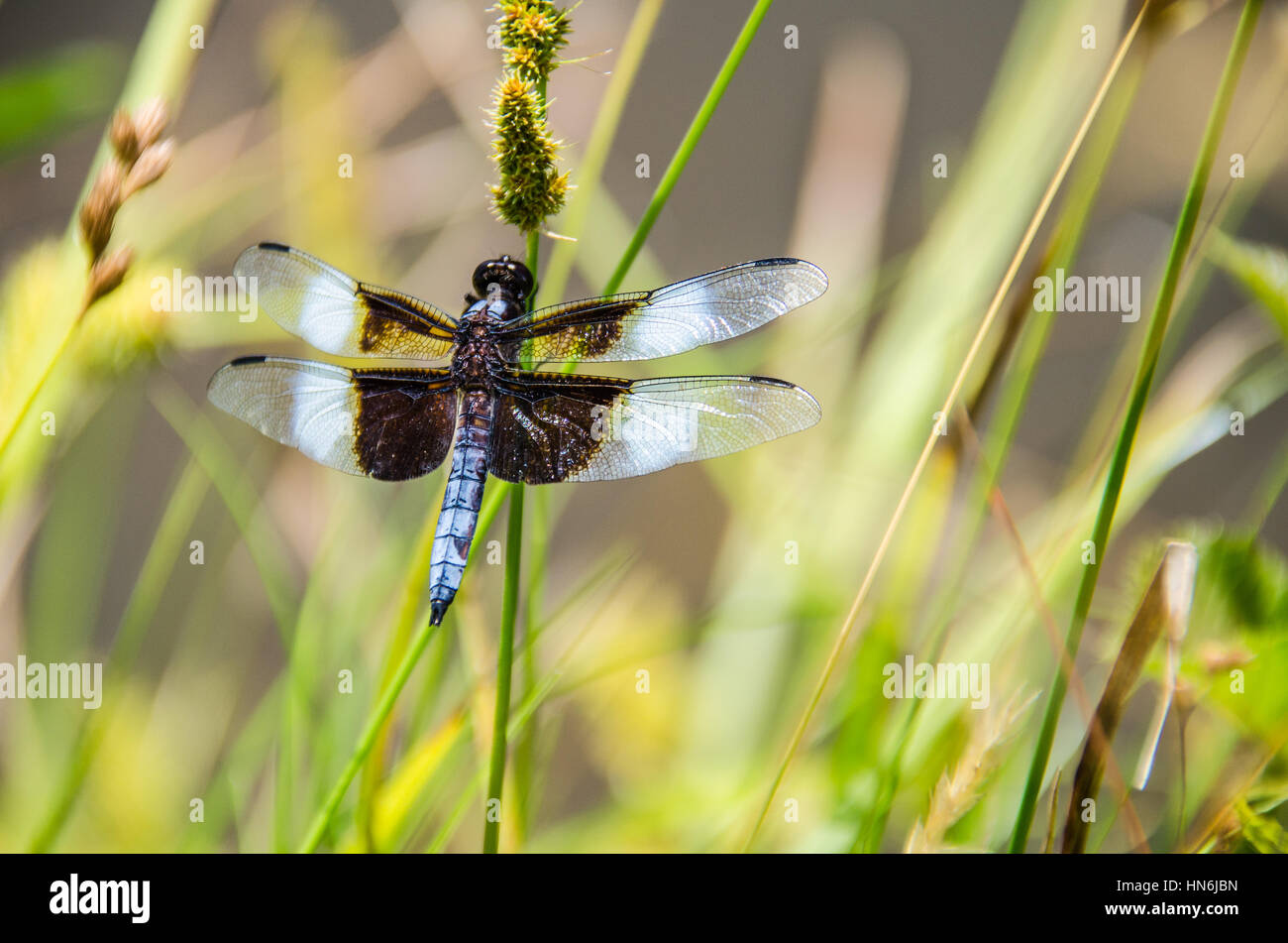 Closeup of a beautiful, blue dragonfly in a lotus pond with timothy grass Stock Photo