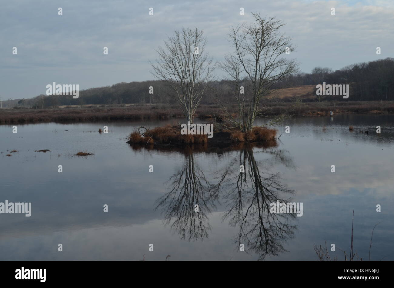 Water calm in marsh trees hi-res stock photography and images - Alamy