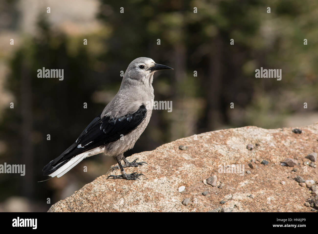 Clark's nutcracker bird standing on the edge of a cliff at Rocky