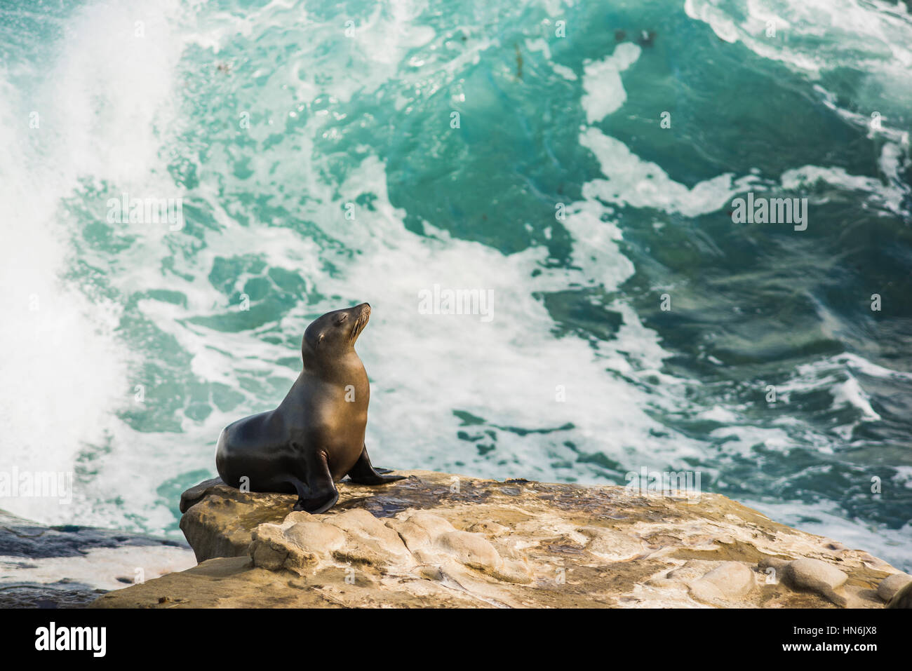 Lion Bathing Single arched and wet sea lion sun bathing on a cliff with crashing ...