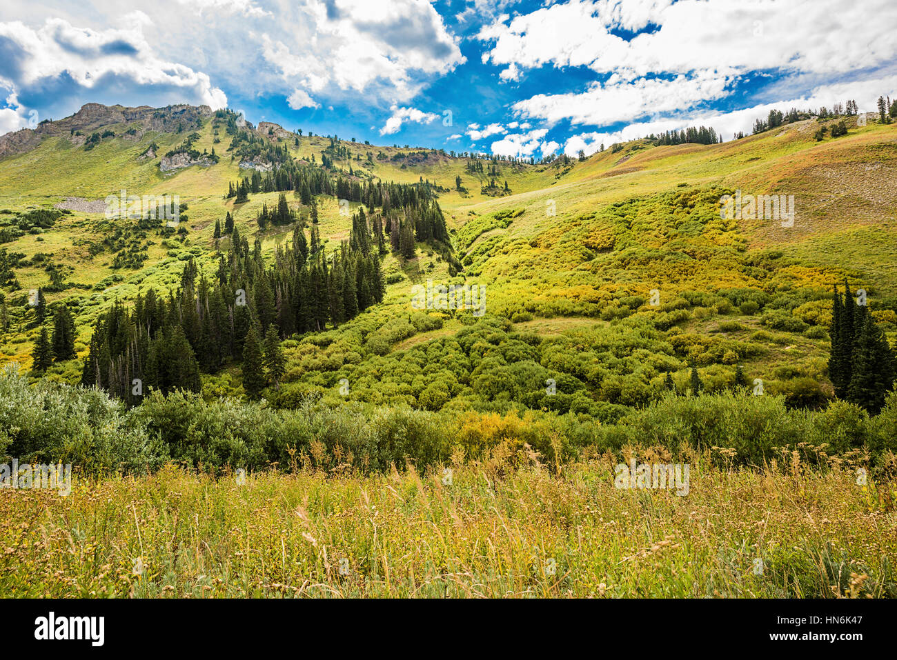 Albion Basin landscape scenery with alpine meadows photographed during