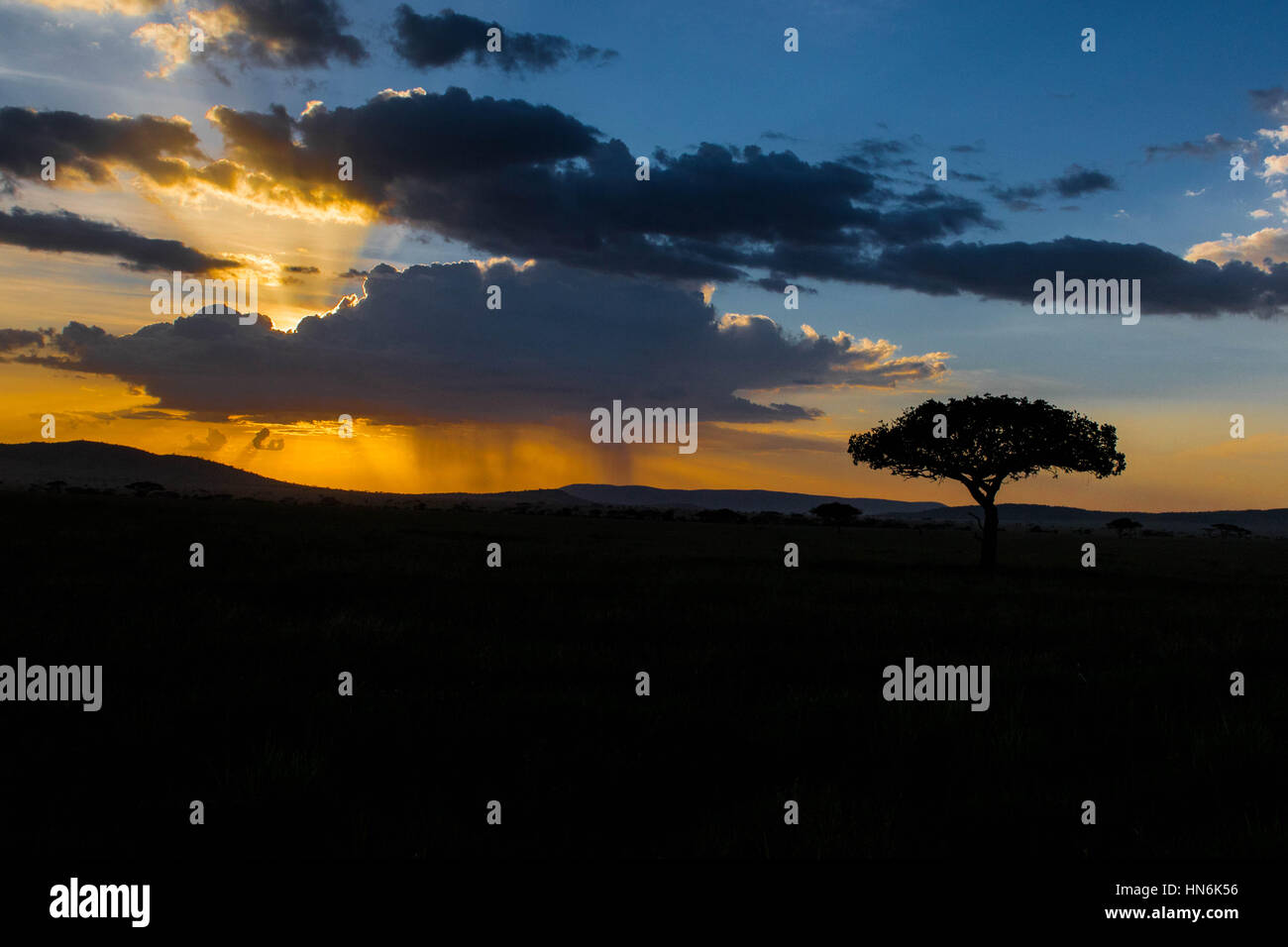 SERENGETI Tree Silhouette with African Sunset in Serengeti National Park, Tanzania, Africa Stock Photo