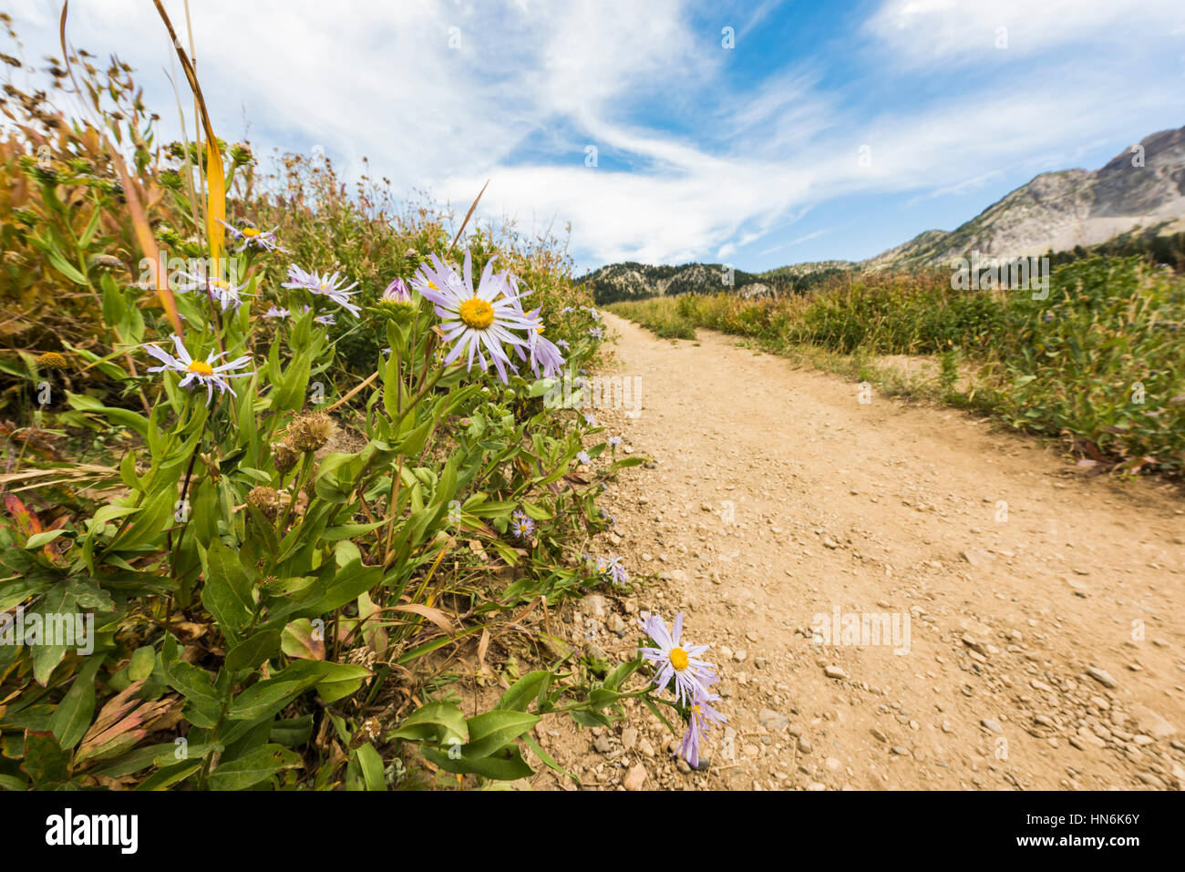 Showy Daisy/Fleabane wildflowers near a dirt road in alpine meadows in Albion Basin close to Salt Lake City Stock Photo