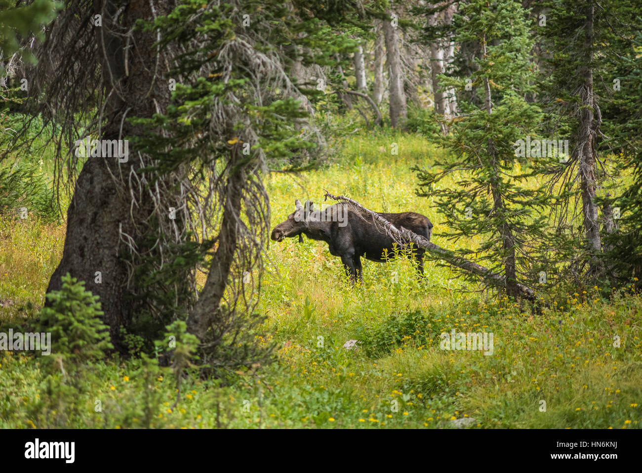 Moose standing by summer yellow wildflowers in a pine tree forest at Albion Basin, Salt Lake City, Utah Stock Photo
