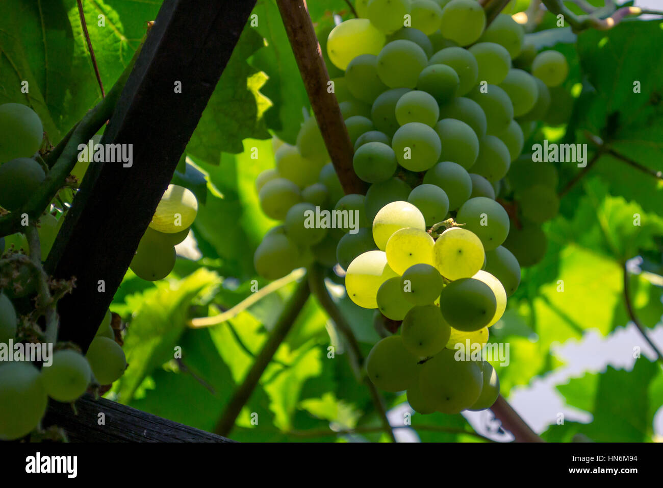 Closeup of a bunch of green grapes Stock Photo - Alamy