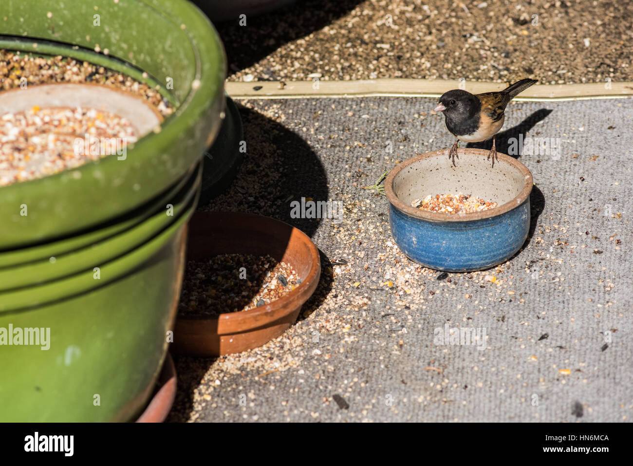 Small bird Darkeyed Junco eating feed, nuts, seeds, grains from tray or pot Stock Photo Alamy