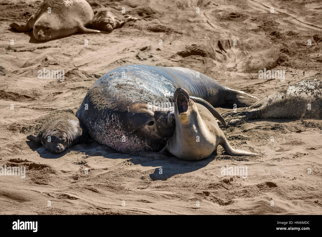 Elephant seal mating and raping mother seal next to baby on California ...