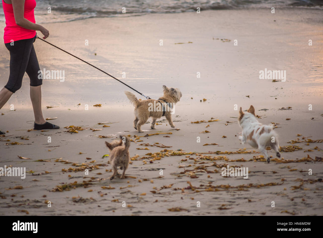 Woman walking yorkshire terrier hires stock photography and images Alamy