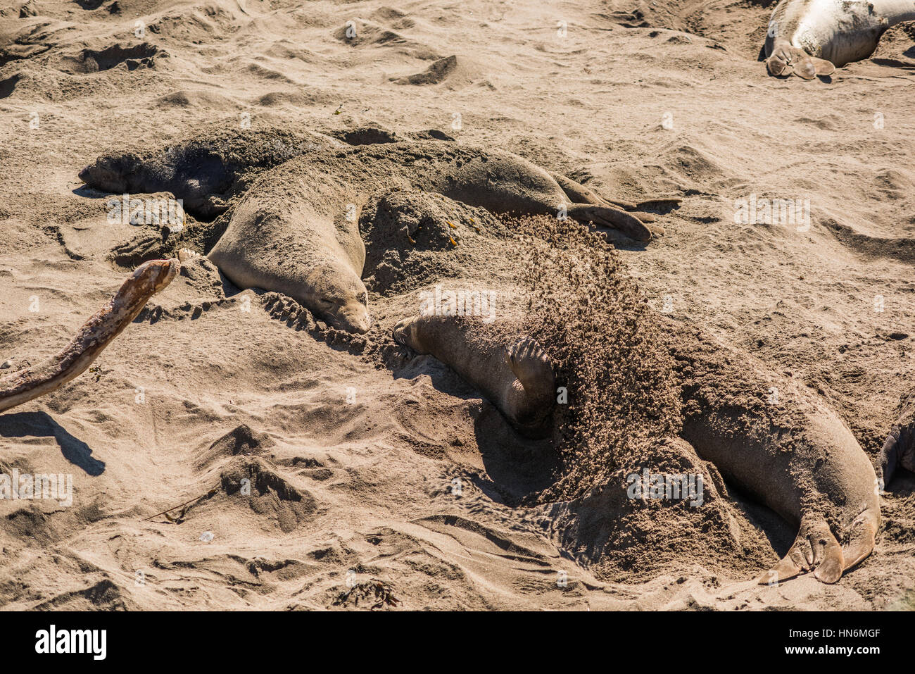 Elephant seals mating hires stock photography and images Alamy