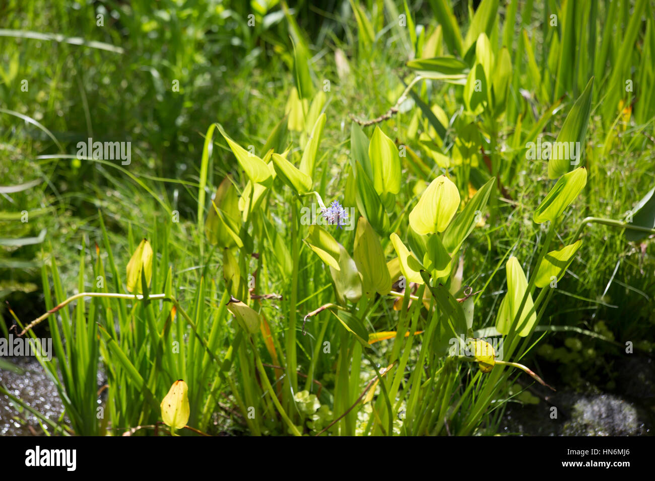 Overgrowth of invasive pickerel weed stalks and flowers Stock Photo