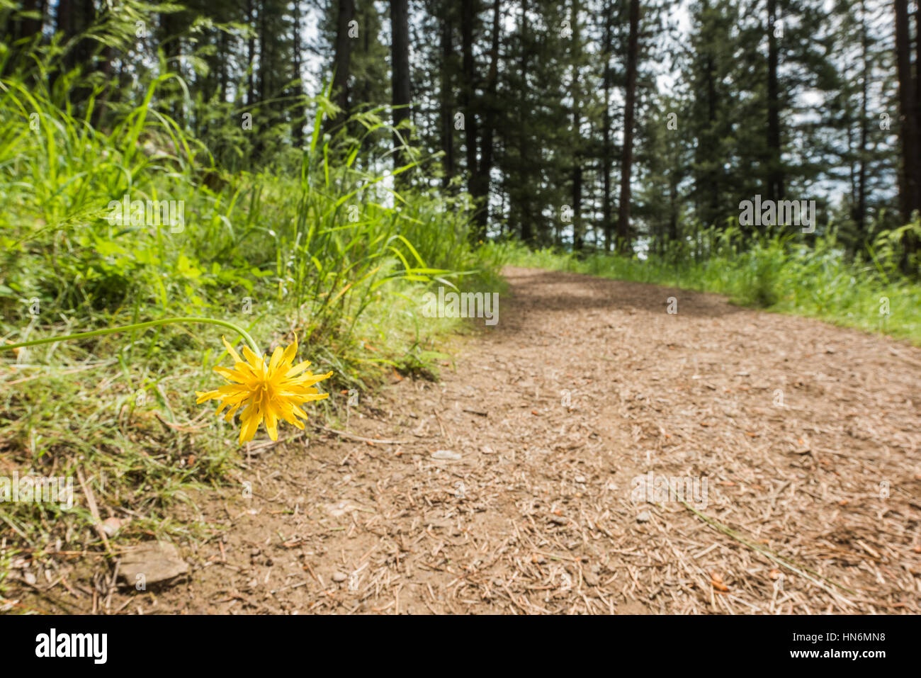 Cat's ear flower closeup on dirt hiking trail leading to alpine forest Stock Photo