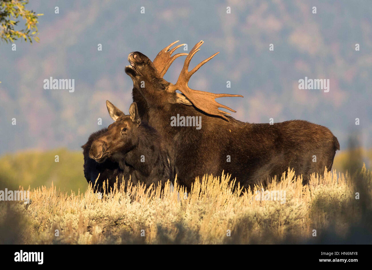 Flehmen response by bull moose over cow moose in middle of rut in autumn Stock Photo