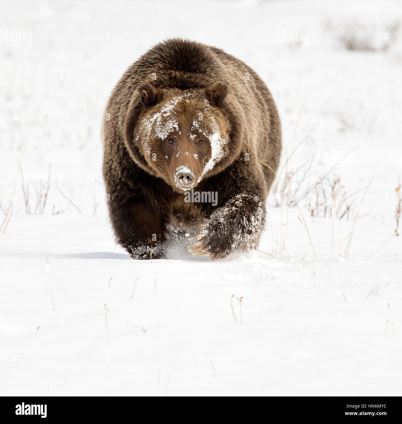 Grizzly bear with very long claws in deep snow Stock Photo