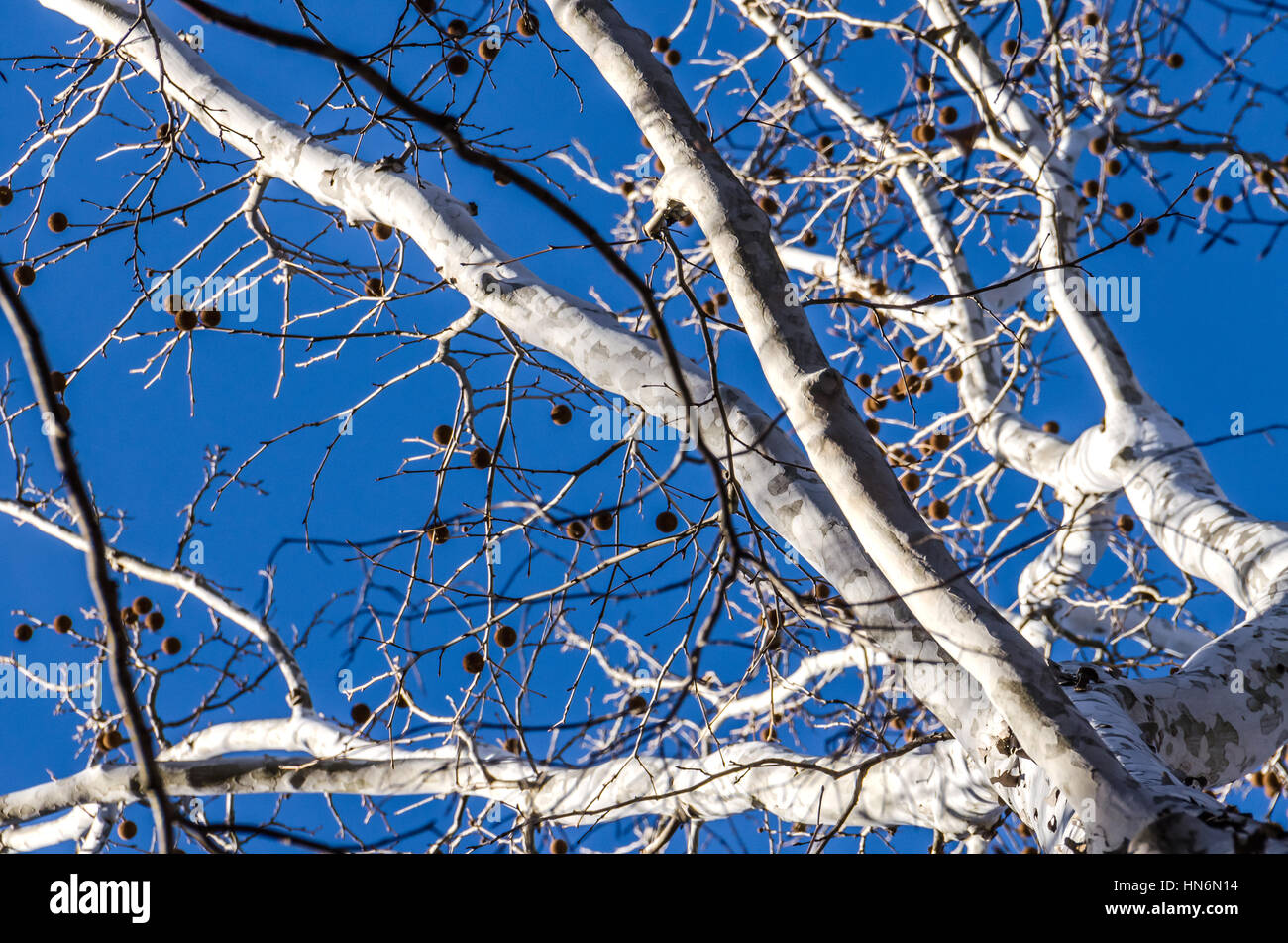 White bark American sycamore tree (Platanus occidentalis) with spiky fruit in winter against blue sky Stock Photo