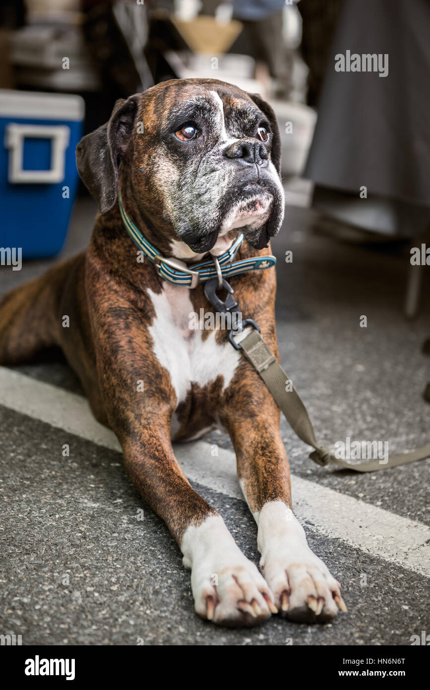 How Do You Clean Boxers Eyes