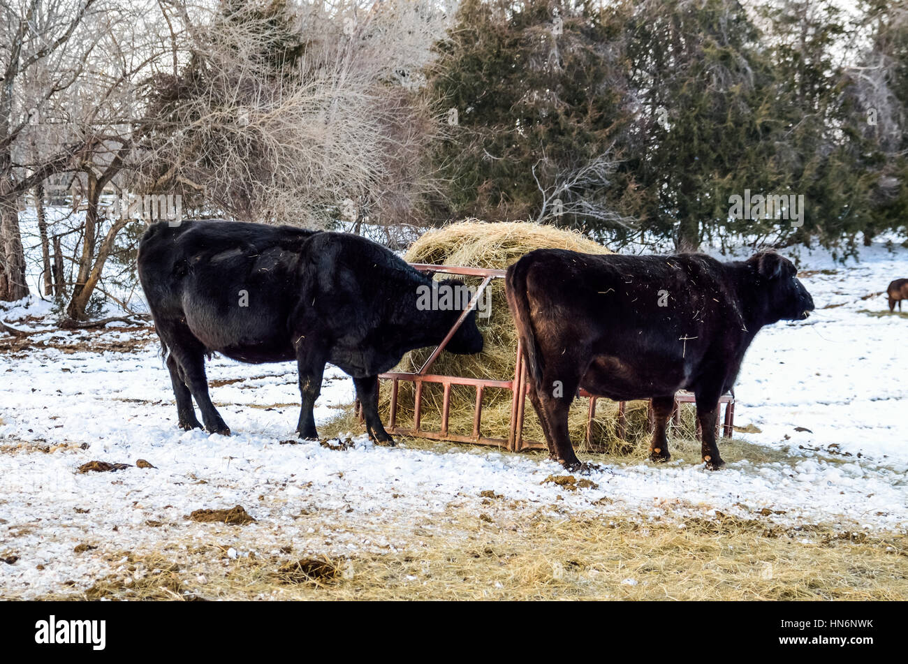 Dairy farm cow snow winter hires stock photography and images Alamy
