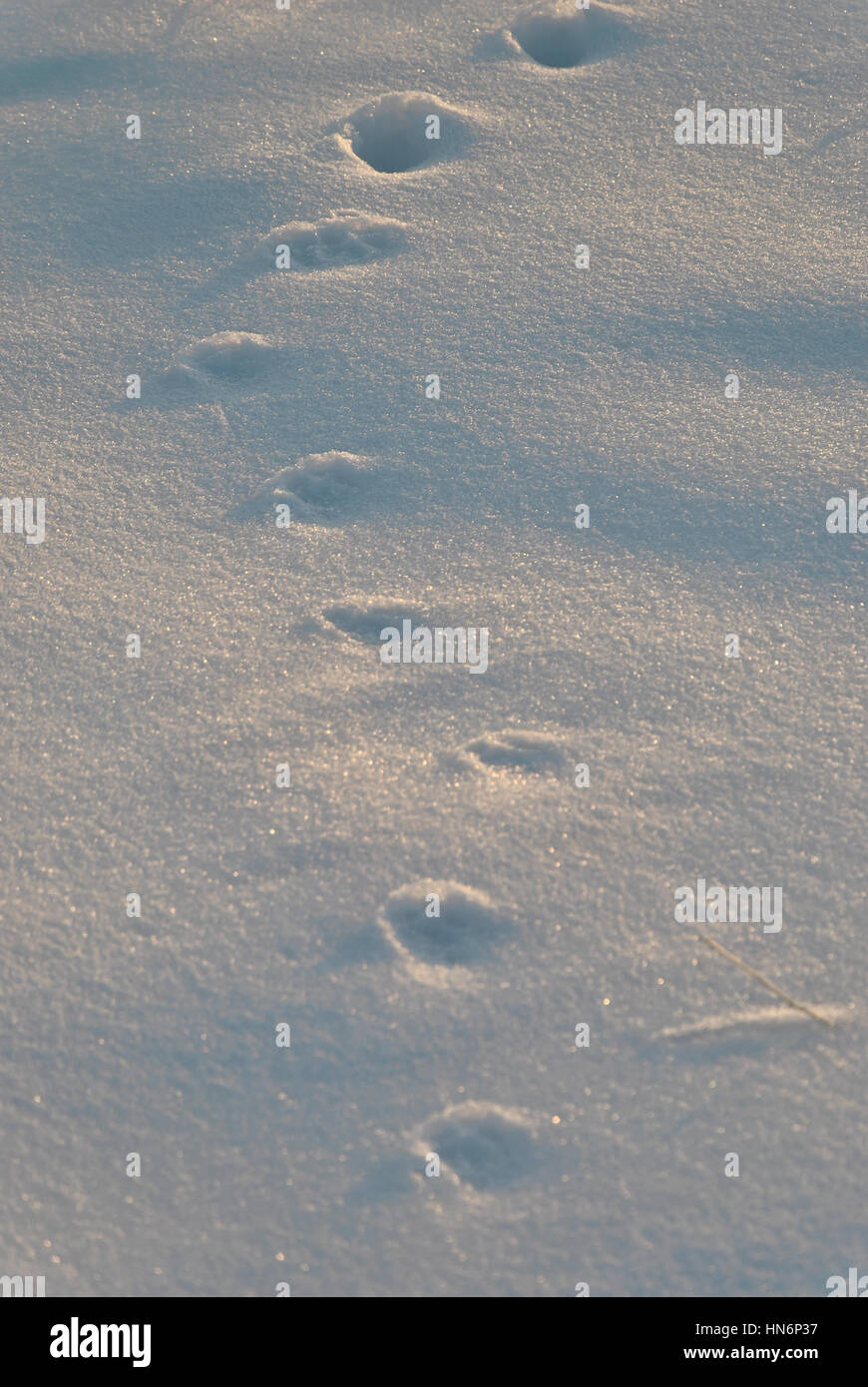 Small animal footprint on snow Stock Photo