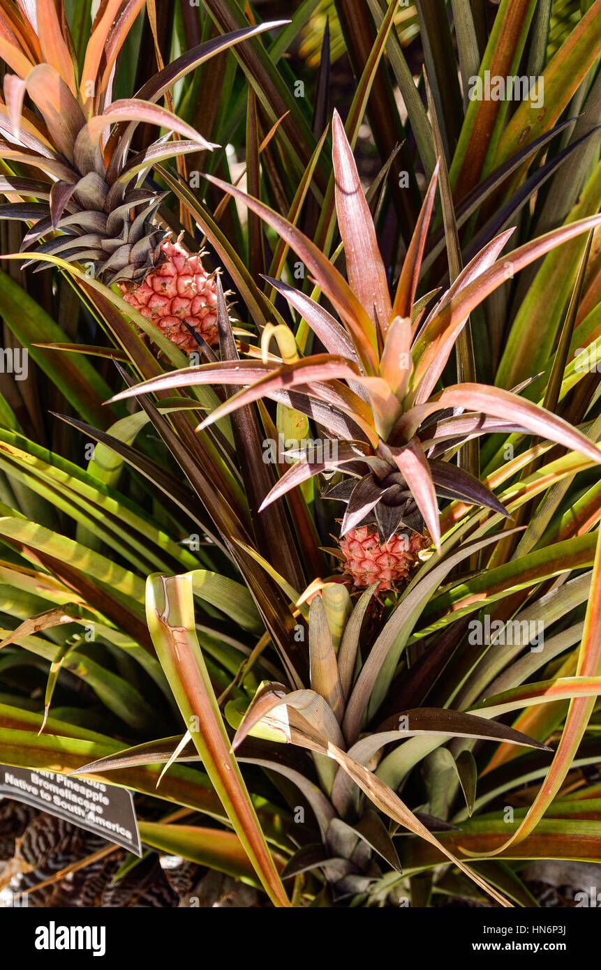 Baby Pineapple Stock Photos & Baby Pineapple Stock Images Alamy