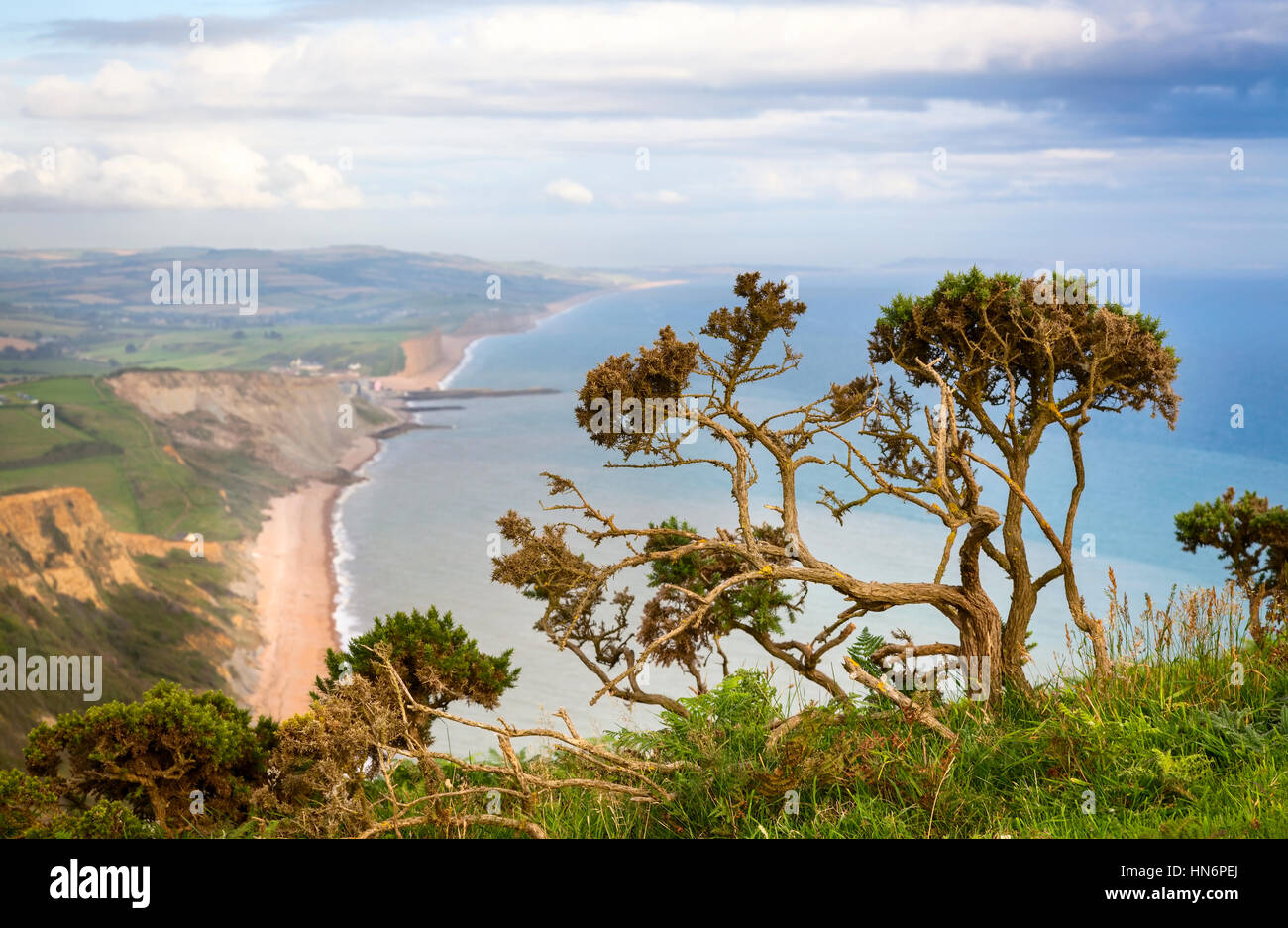 A gnarled evergreen tree along a cliff edge overlooking the Atlantic Ocean on the South West Coast Path in Dorset, England. Stock Photo