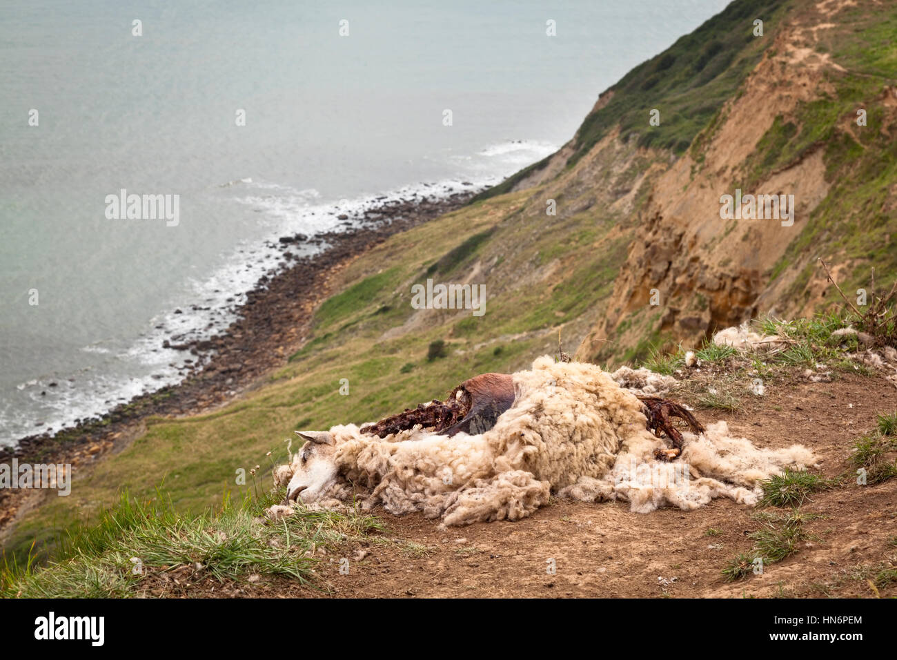 A dead sheep (Ovis aries) laying on a cliff edge on the South West Coast Path in Dorset, England. Stock Photo