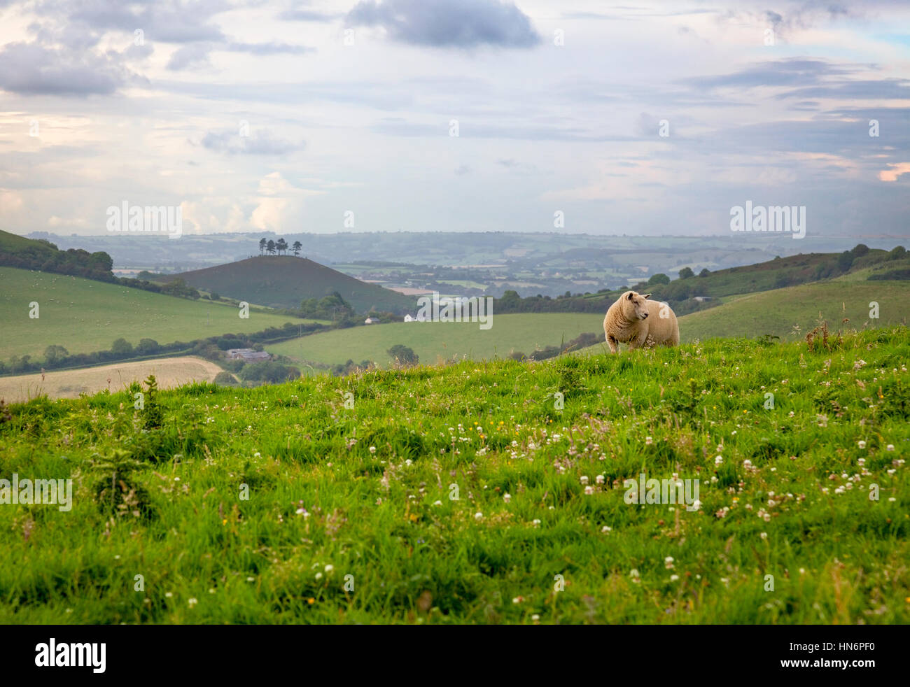 A sheep (Ovis aries) with Colmer's Hill in the distance along the South West Coast Path in Dorset, England. Stock Photo