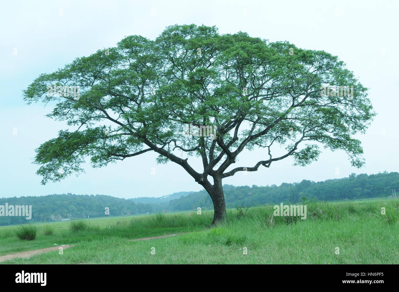 Tree from Munnar, Kerala (Photo Copyright © Saji Maramon) Stock Photo