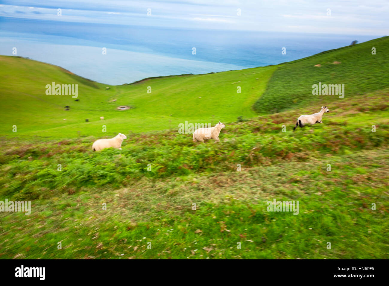 Sheep (Ovis aries) running through a lush green landscape along the South West Coast Path in Dorset, England. Stock Photo