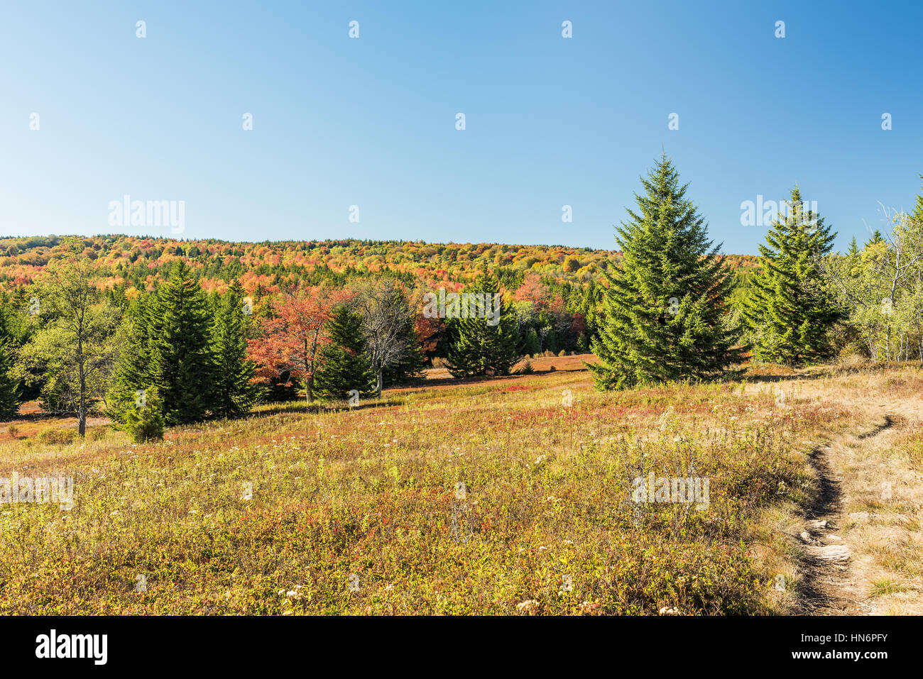 Dolly sods meadow and trail path during autumn in West Virginia Stock