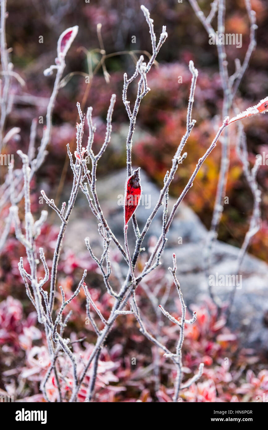 Frost ice crystals on one blueberry leaf and on bush stems Stock Photo Alamy