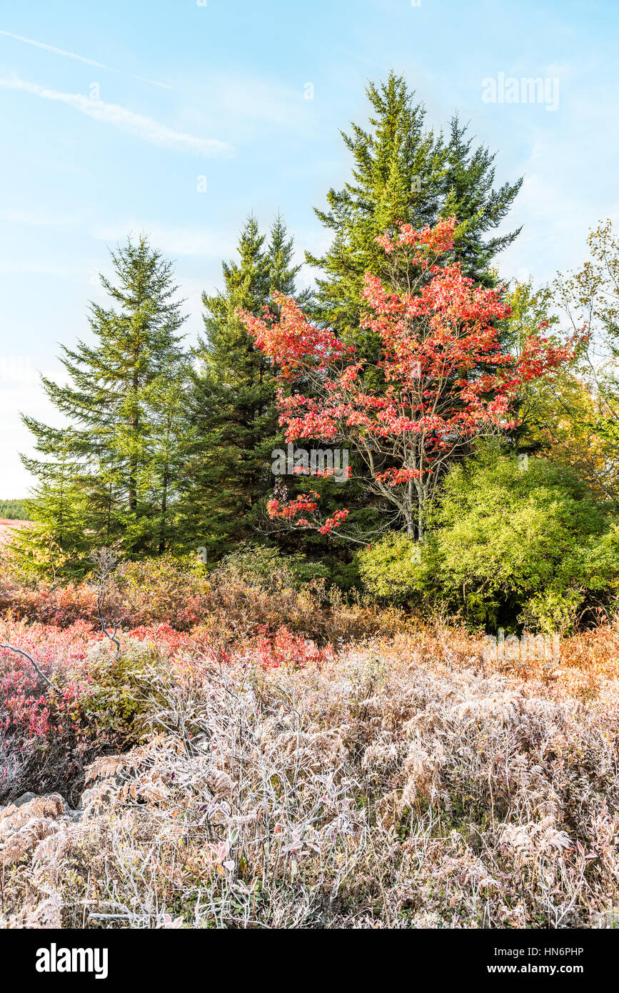 Frost iced trail path of blueberry bushes illuminated by morning sunlight at Dolly Sods, West