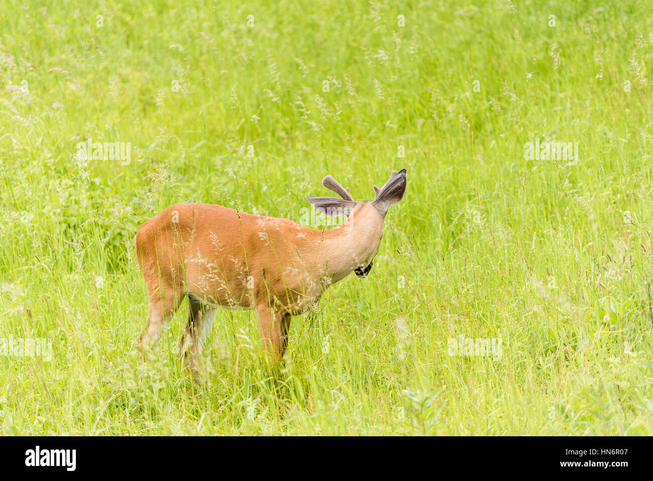 One horned deer grazing in sunny meadow Stock Photo Alamy