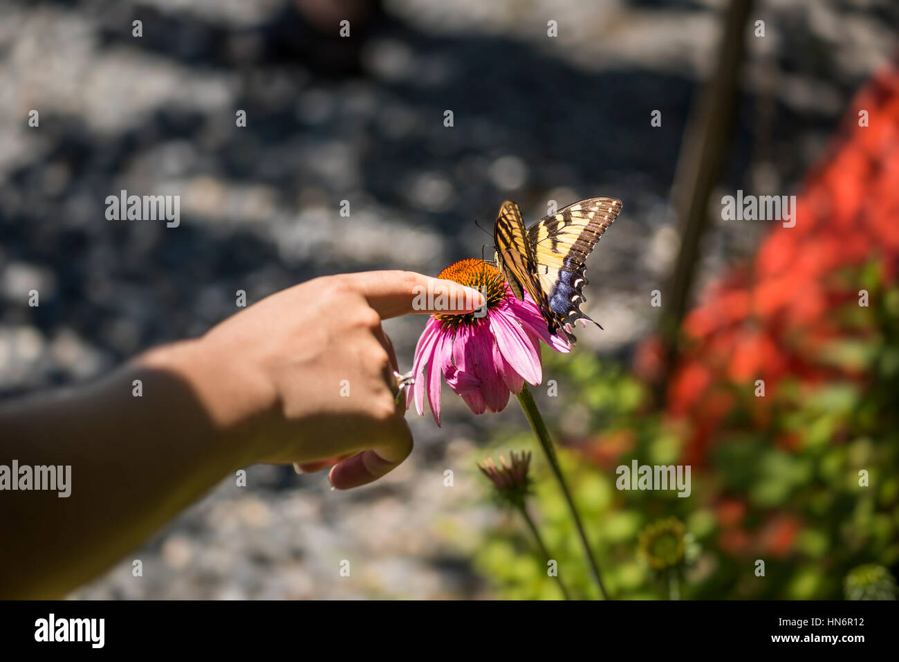 Womans fingers touching butterfly on echinacea flower Stock Photo Alamy