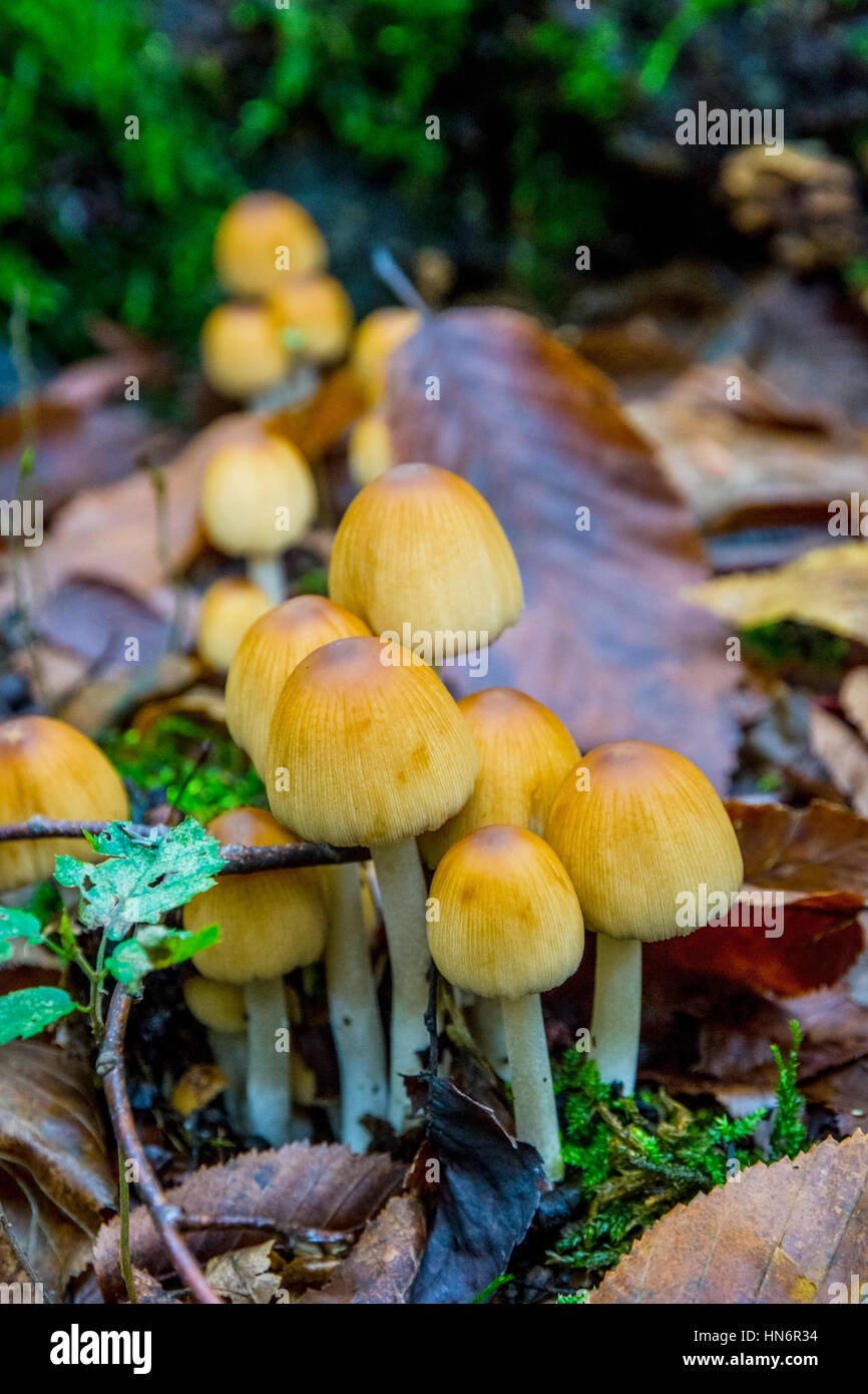 Yellow mushrooms hires stock photography and images Alamy — free download