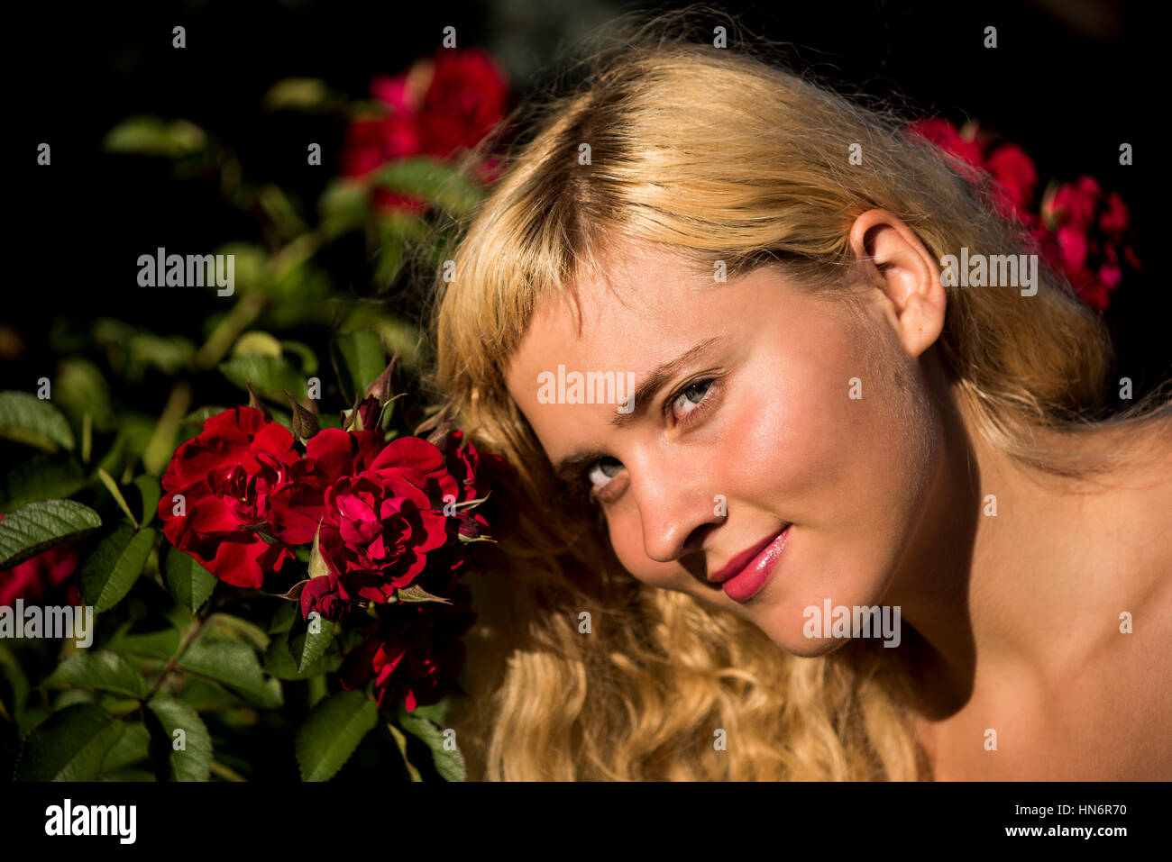 Closeup of young blonde woman smelling red roses on bush smiling Stock Photo