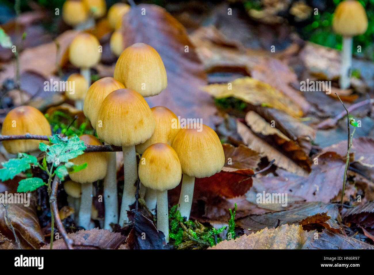 Yellow mushrooms growing the the forest from the leafs Stock Photo Alamy