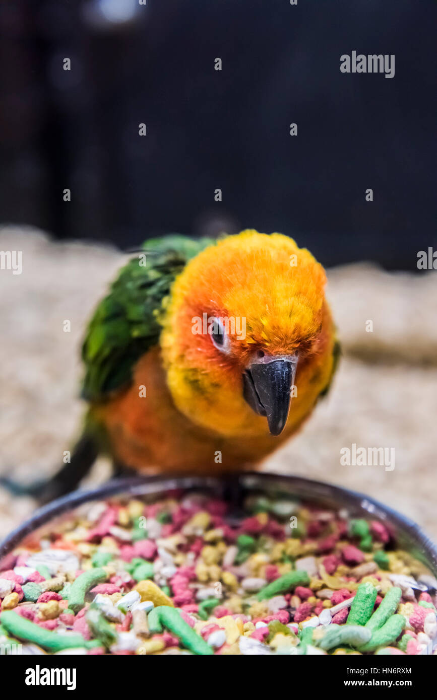 Can Sun Conures Eat Candy: The Sweet Truth Revealed