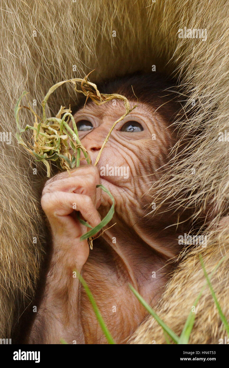 Baby Java Monkey Caring infant monkey hi-res stock photography and images - Alamy