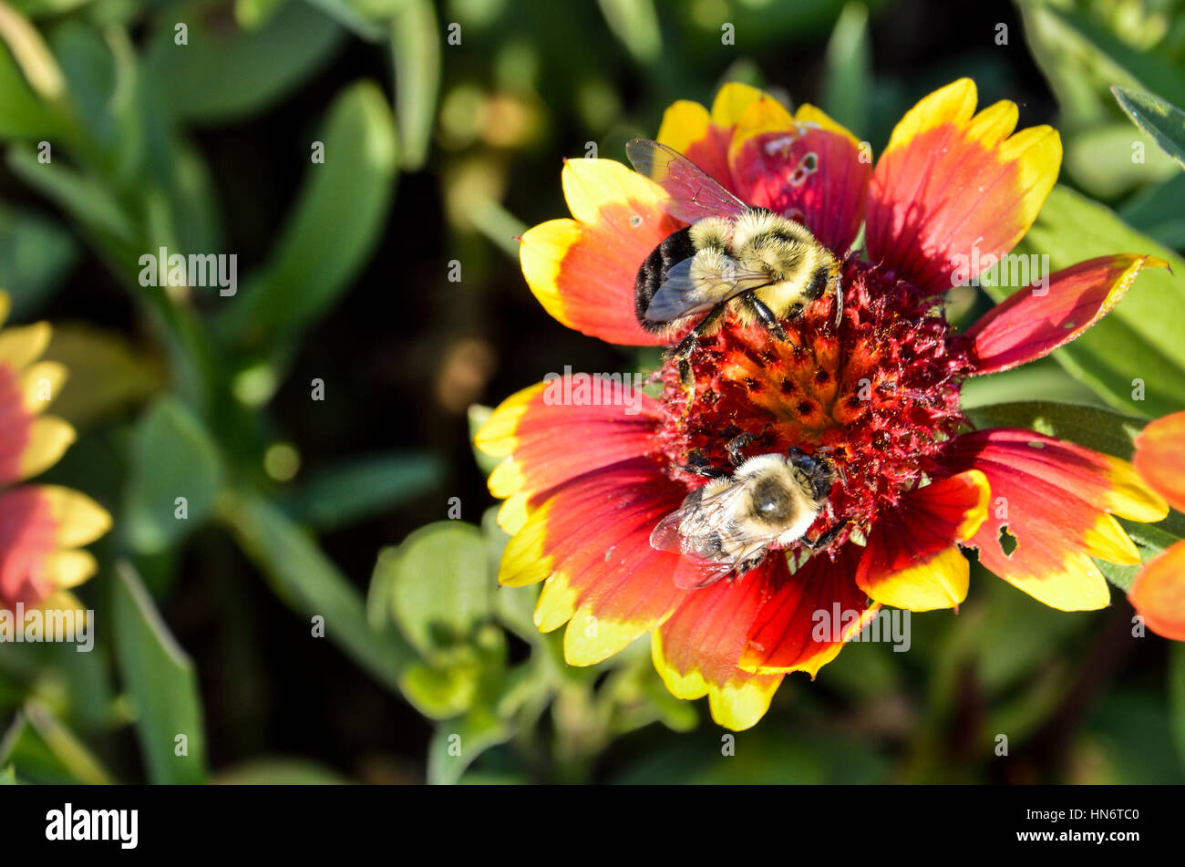 Two bumblebees on multicolored Indian Goblin Blanket Flowers Stock Photo