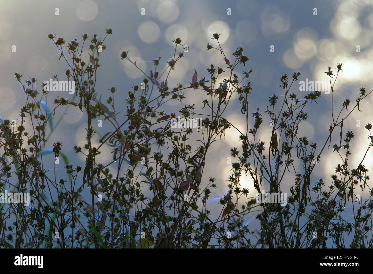 Creeping thistle in light of the rising sun and in the morning mist, Netherlands Stock Photo